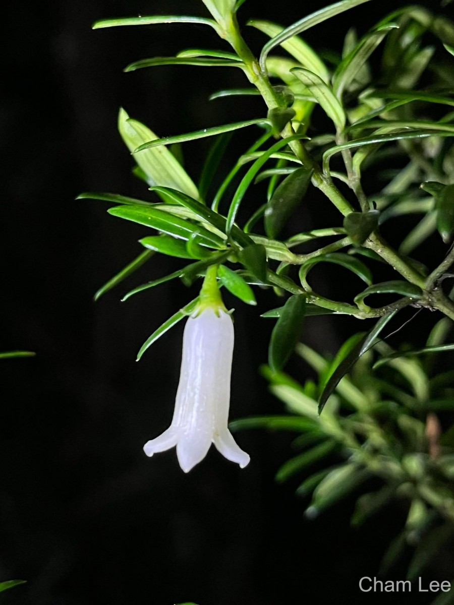 Gaertnera ternifolia Thwaites